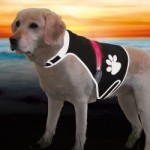 Trixie-Flash-Sicherheitsweste-fr-Hunde-L-1PACK-0