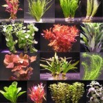 Wasserflora-ber-40-Aquarium-Pflanzen-in-6-Bunde-buntes-Sortiment-0