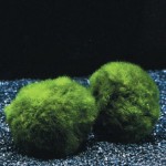 Wasserflora-Jumbo-Mooskugel-Gre-XXL-ab-8-cm-Cladophora-aegagropila-Marimo-Ball-0