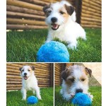 Zooarts-Funny-Pet-Elektrische-Spielzeug-Ball--Hlt-Ihren-Hund-Aktiv-und-Gesund-0