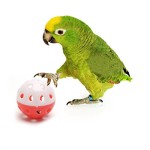 dairyshop-Pet-Parrot-Spielzeug-Vogel-Hohl-Glocke-Ball-Sittiche-Nymphensittiche-Kauen-Kfig-Fun-Toys-NEU-0