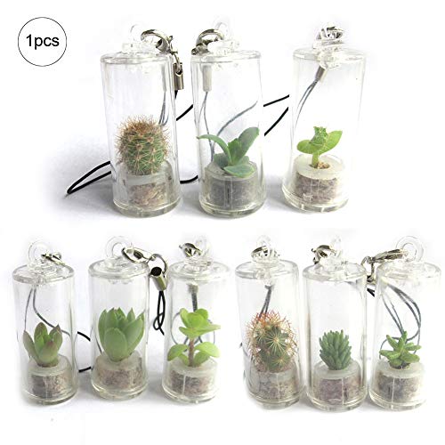 Ouken 1 STÜCK Live Kaktus Terrarium Keychain Pflanze Nadel Bonsai Kaktus Pflanze Keychain Zubehör Natur Geschenk Korallen Kaktus Terrarium Keychain Zubehör (zufällige Farbe)